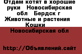 Отдам котят в хорошие руки - Новосибирская обл., Бердск г. Животные и растения » Кошки   . Новосибирская обл.